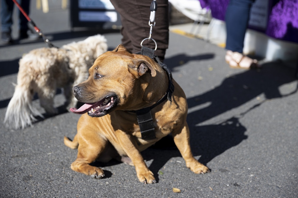 Event for dogs, dog lovers